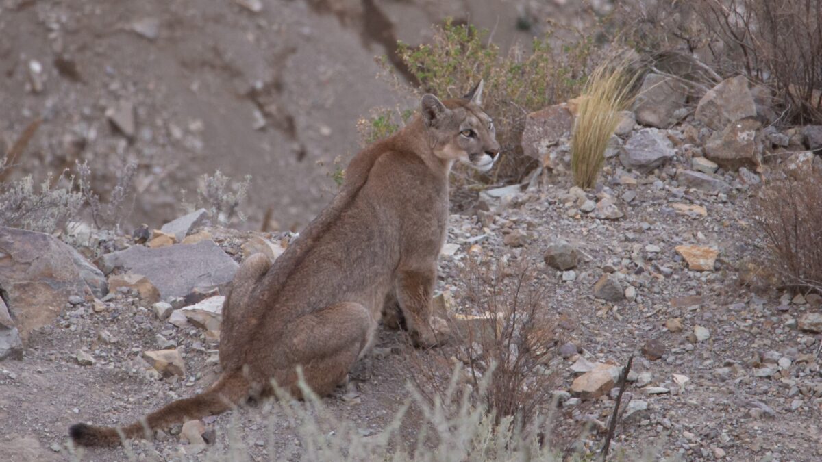 Puma concolor