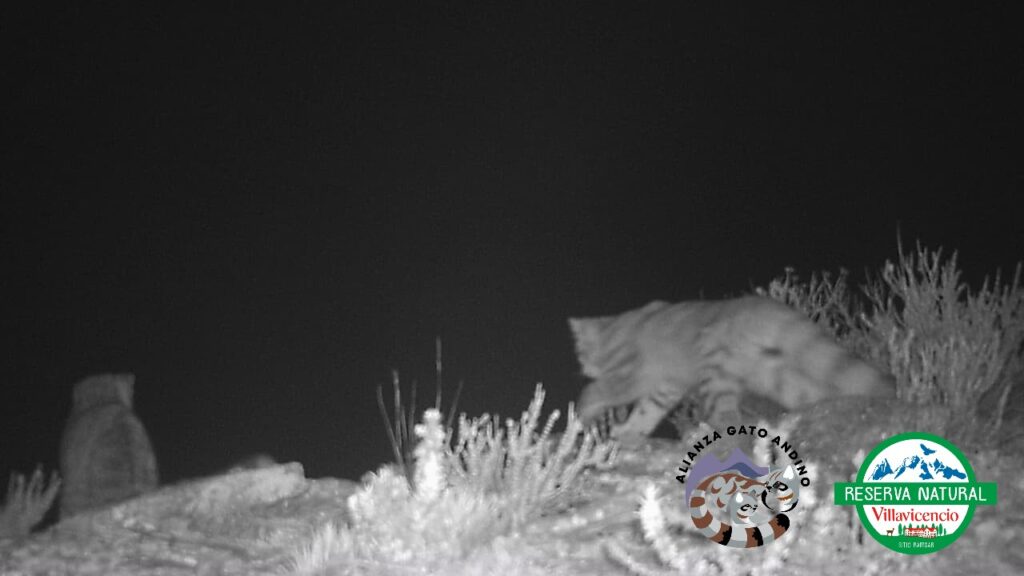 Gatos andinos en Pampa Canota, Reserva Natural Villavicencio
