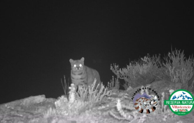 Gato andino en Pampa Canota, Reserva Natural Villavicencio